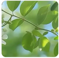 欢迎在宝塔面板安装Z-BlogPHP！